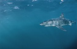 The Great White Shark - Legendary Predator off South Africa's Coast