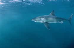 The Great White Shark: A Majestic Presence off the Coast of South Africa