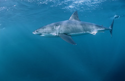 Discover the Fascinating Great White Shark off the Coast of South Africa