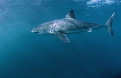 Great White Shark – an Impressive Hunter of the Seas