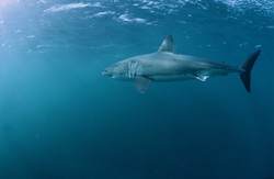 An impressive Great White Shark against the backdrop of a fur seal colony