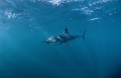 Un impresionante tiburón blanco en una zona con alta concentración de lobos marinos
