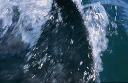 Impressive shot of a Great White Shark with distinctive dorsal fin at sunset