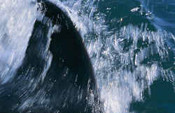 Fascinating Great White Shark with impressive dorsal fin in False Bay