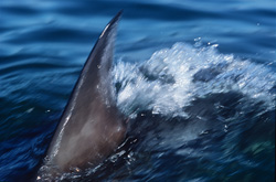 An impressive Great White Shark showing its unmistakable dorsal fin in the False Bay
