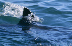 A majestic Great White Shark with a distinctive dorsal fin near Seal Island