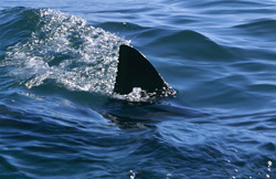 A majestic Great White Shark with a distinctive dorsal fin