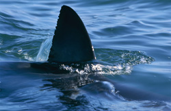 An Impressive Sight in Nature: The White Shark Dorsal Fin