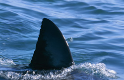 Unique Dorsal Fin of the Great White Shark off Seal Island at Sunset