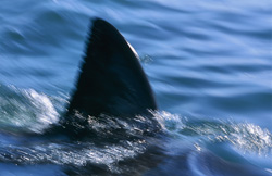 Ein majestätischer Weißer Hai mit markanter Rückenflosse in der False Bay