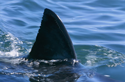 Ein Weißer Hai (Carcharodon carcharias) und seine markante Rückenflosse in der False Bay bei Kapstadt
