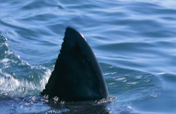 Ein Weißer Hai (Carcharodon carcharias) ist in der False Bay aufgetaucht. Seine markante Rueckenflosse ragt aus dem Wasser, ein faszinierendes Schauspiel der Natur.