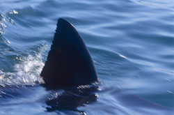An imposing Great White Shark with a distinctive dorsal fin near Seal Island in South Africa