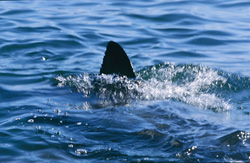 Ein imposanter Weißer Hai mit markanter Rückenflosse in der False Bay, Südafrika