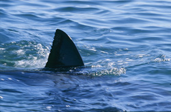 Ein imposanter Weiße Hai und seine einzigartige Dorsalflosse in der False Bay bei Kapstadt