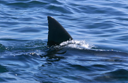 Ein majestätischer Weißer Hai mit seiner charakteristischen Rueckenflosse in der False Bay