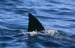 Impressive capture of a Great White Shark with imposing dorsal fin