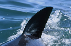 Majestic Great White Shark with distinctive dorsal fin in False Bay near Cape Town
