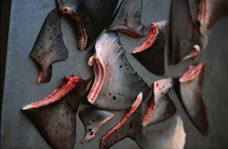 The devastating effects of shark finning on the oceans