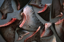 Shark Finning - A Barbaric Practice with Global Impact