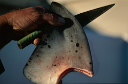 A University of Miami study (February 23, 2012) has discovered high concentrations of BMAA in shark fins. BMAA is a neurotoxin linked to neurodegenerative diseases in humans including Alzheimer's and Lou Gehrig Disease.
