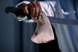 A Glimpse into the World of Shark Fin Trade and Its Consequences for Marine Life