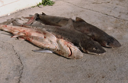 The Brutal Shark Fin Trade and Its Devastating Consequences