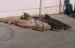Dramatic Decline in Shark Populations Caused by Specialized Shark Hunting Vessels