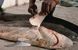 Shark Fin Trade and Its Devastating Effects on Shark Populations
