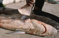 Shark Finning: A Threat to the Oceans and Shark Populations