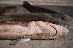 Grausames Shark Finning: Eine Bedrohung für die Hai-Populationen weltweit