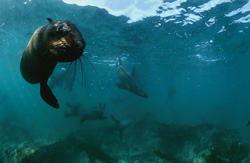 Foca dalla pelliccia curiosa del Sudafrica esplora il mare