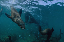 Vivi la curiosità e la gioia della foca dalla pelliccia sudafricana sott'acqua