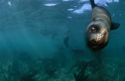 Incontro con una foca dalla pelle sudafricana curiosa a Geyser Rock
