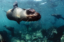 Foca dalla pelliccia sudafricana fiduciosa su Geyser Rock in Sudafrica