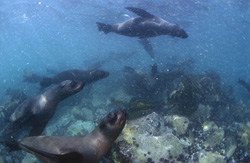 South African Fur Seals Thriving in Heavy Ground Swell and Strong Currents