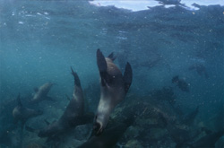 South African fur seal colony off Geyser Rock – Unique natural spectacle in South Africa