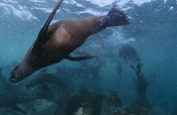 Scopri da vicino il mondo affascinante delle foche pelliccia sudafricane