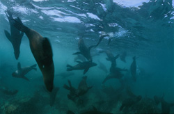 Unique Encounter with South African Fur Seals in the Ground Swell