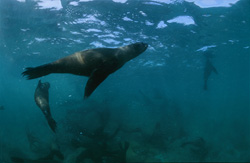 Scopri la giocherellona Foca dalla Pelliccia Sudafricana su Geyser Rock