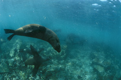 Encounter the Elegant South African Fur Seals and the Great White Sharks