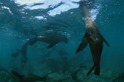 Focas de piel sudafricanas: Curiosos habitantes marinos