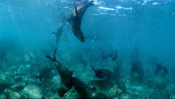 A fascinating encounter with the curious South African Fur Seals