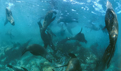 Encounter with the South African fur seals off the coast of South Africa