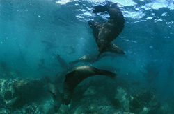 Playful South African Fur Seals on Geyser Rock