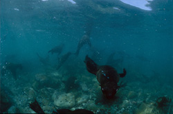 Foca dalla pelliccia sudafricana su Geyser Rock