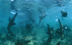 Immagini affascinanti di foche sud-africane sott'acqua