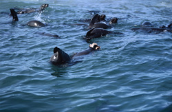 Una foca pelliccia sudafricana (Arctocephalus pusillus) dopo un attacco di squalo bianco
