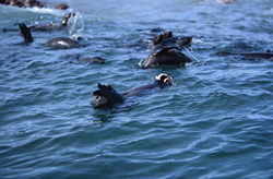 Severely injured fur seal after attack by Great White Shark before Geyser Rock