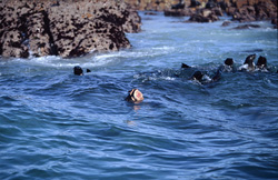 Great White Shark attacks South African Fur Seal at Geyser Rock